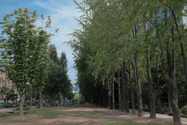 istock Park road along with big trees  in Korea 1151906642