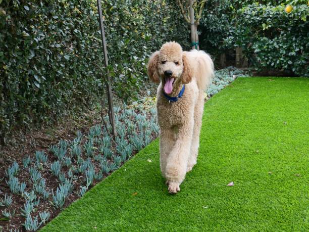istock Standard Poodle in the Backyard 1151910555