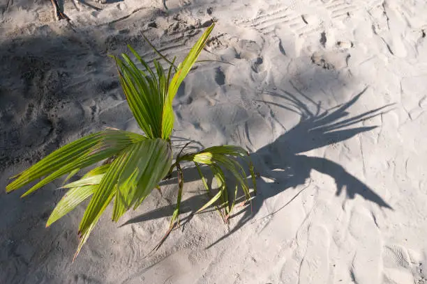 Photo of A seedling of coconut