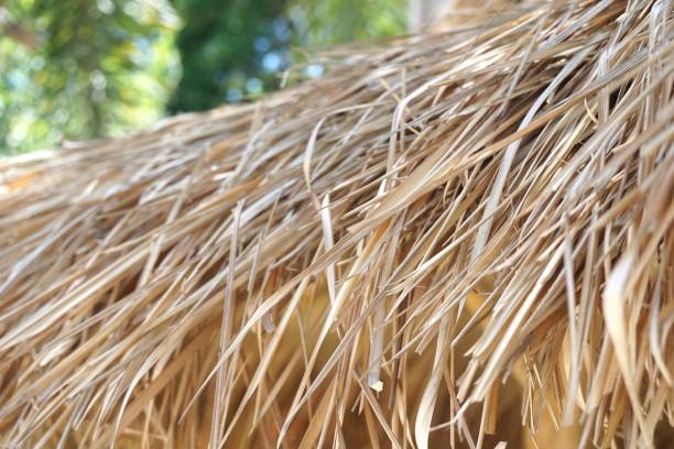 istock dry Nypa fruticans leaves roof 1151912802