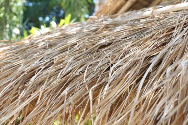 istock dry Nypa fruticans leaves roof 1151912808