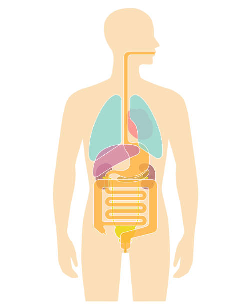 人体内臓イラスト-肺、心臓、肝臓、胃など - dissection点のイラスト素材／クリップアート素材／マンガ素材／アイコン素材