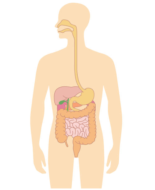 ilustraciones, imágenes clip art, dibujos animados e iconos de stock de la ilustración de órganos internos del cuerpo humano - sistema digestivo humano