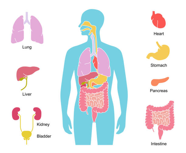 人体内臓イラスト-肺、心臓、肝臓、胃など - 人体 イラスト点のイラスト素材／クリップアート素材／マンガ素材／アイコン素材