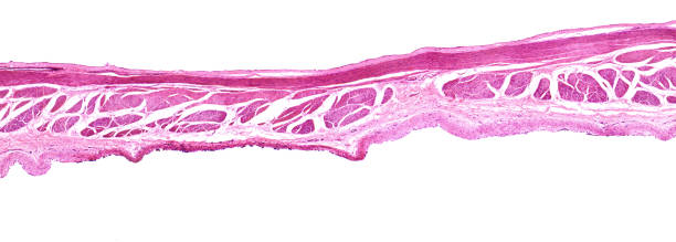 Cross Section of Tissue of Urinary Bladder Transitional Epithelium Dog tissue sample. Captured by a scientific microscope and Canon 5D Mark IV urothelium stock pictures, royalty-free photos & images