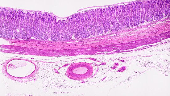 Sección transversal del tejido de la región cardiaca del estómago photo