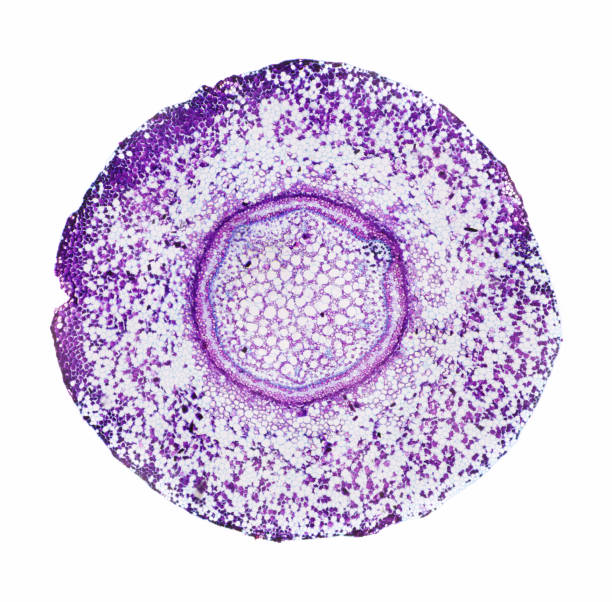 ファーンルートの断面の微視的なビュー - magnification cell high scale magnification plant cell ストックフォトと画像