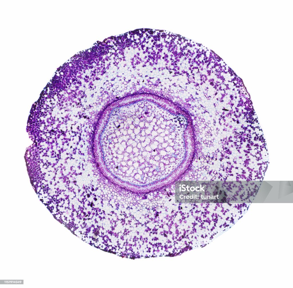 Microscopic View of Cross Section of Fern Root Captured by a scientific microscope and Canon 5D Mark IV Microscope Stock Photo