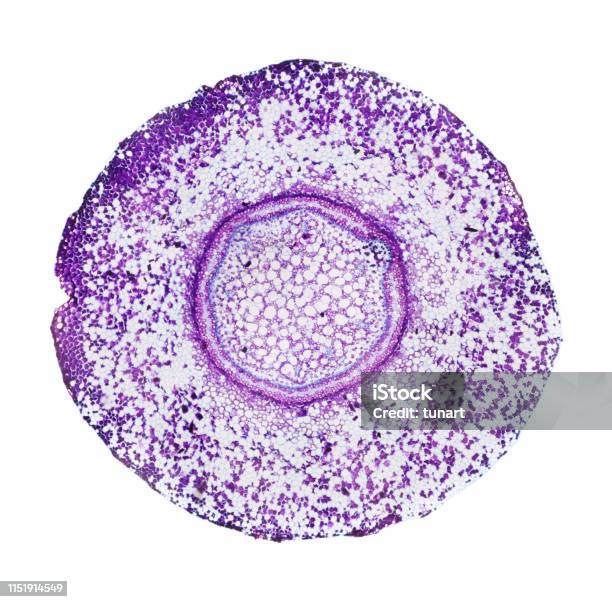 Microscopic View Of Cross Section Of Fern Root Stock Photo - Download Image Now - Microscope, Biological Cell, Circle