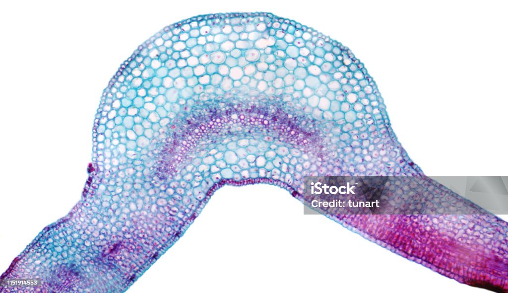 High Resolution Microscopic View of Cross Section of Leaf of Winter Jasmine Captured by a scientific microscope and Canon 5D Mark IV Microscope Stock Photo