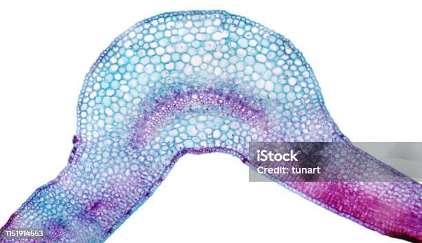 High Resolution Microscopic View Of Cross Section Of Leaf Of Winter Jasmine Stock Photo - Download Image Now