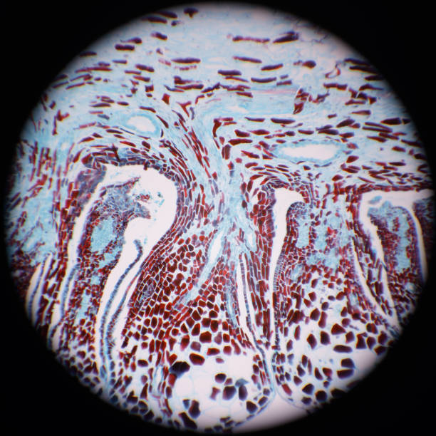 Captured by a scientific microscope and Canon 5D Mark IV