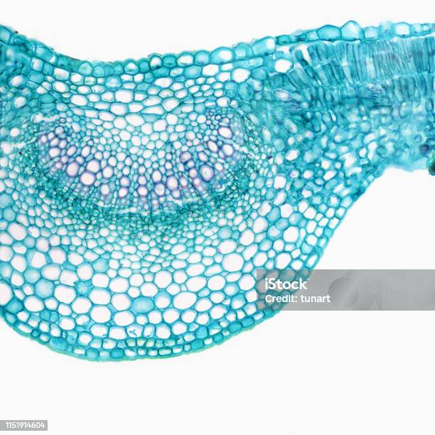 Microscopic View Of Cross Section Of Lilac Leaf Stock Photo - Download Image Now - Microscope, Plant Cell, Cross Section