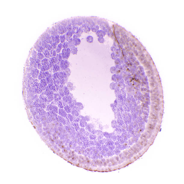 Microscopic View Of Cross Section Of Early Gastrula Phase Of Blastula Of A  Frog Stock Photo - Download Image Now - iStock