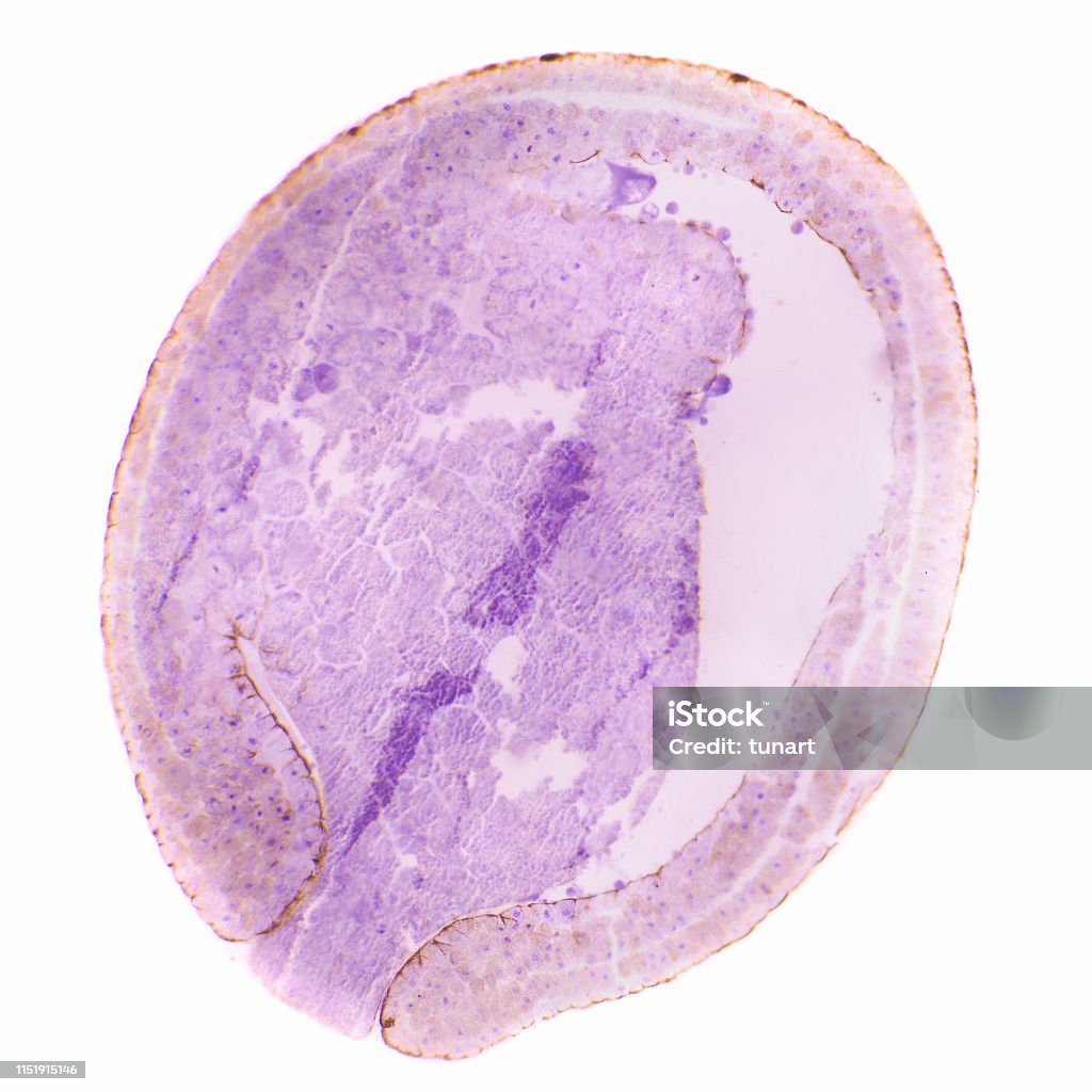 Microscopic View Of Cross Section Of Gastrula Phase Of Blastula Of A Frog  Stock Photo - Download Image Now - iStock