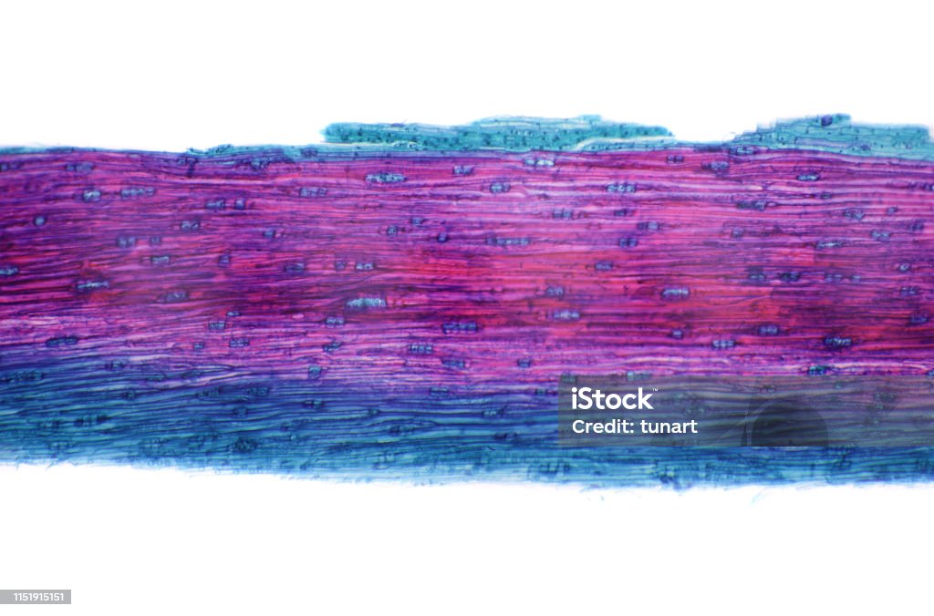 Microscopic View of Cross Section of Pine Stem Captured by a scientific microscope and Canon 5D Mark IV Wood - Material Stock Photo