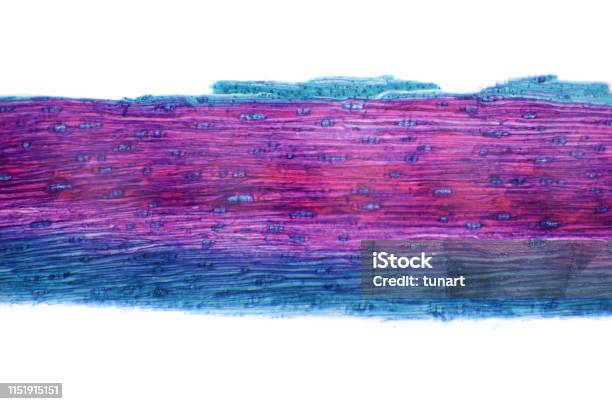 Microscopic View Of Cross Section Of Pine Stem Stock Photo - Download Image Now - Wood - Material, Cell Membrane, Magnification