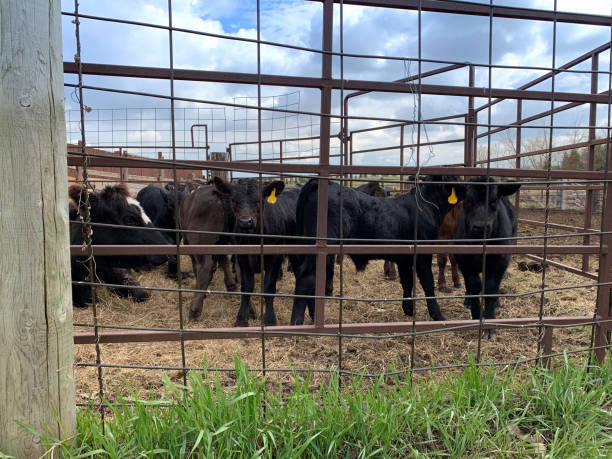 Calves in Pen Group of spring calves with ear tags in corral pipe pen cattle pen stock pictures, royalty-free photos & images