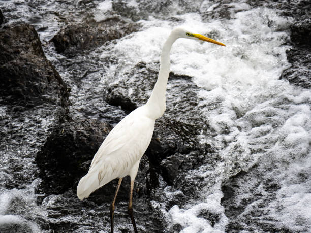 istock Eastern great egret in river rapids 5 1151915771