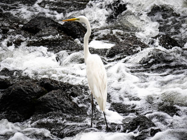 istock Eastern great egret in river rapids 4 1151915806