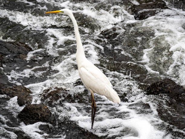 istock Eastern great egret in river rapids 3 1151915926