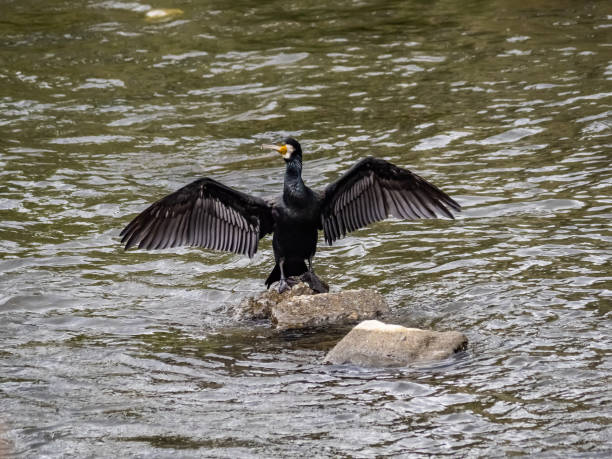istock Japanese cormorant with wings outstretched 1 1151915958