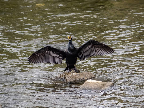 istock Japanese cormorant with wings outstretched 2 1151916131