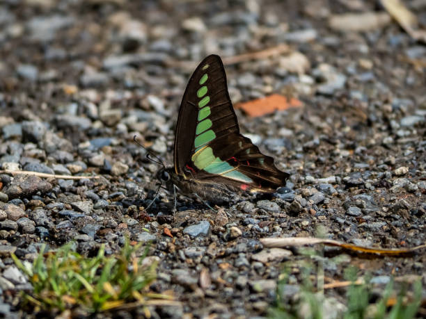 istock Japanese common bluebottle butterfly on a path 2 1151916145