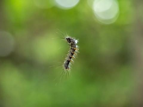 A moth caterpillar hangs from a silk strand as it lowers itself toward the ground below.