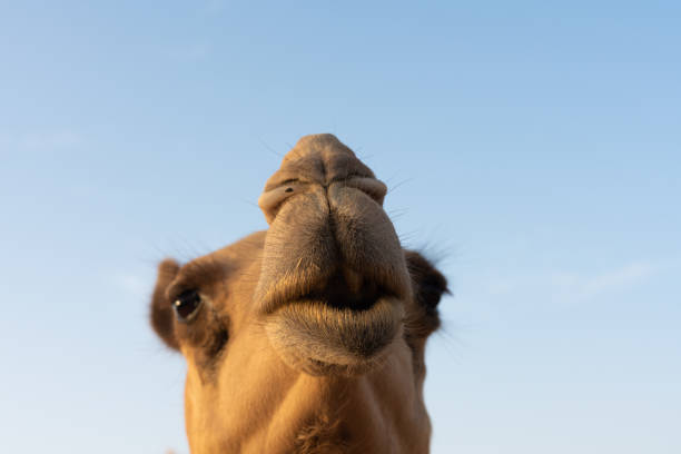 istock Close-up of a camel 1151917038