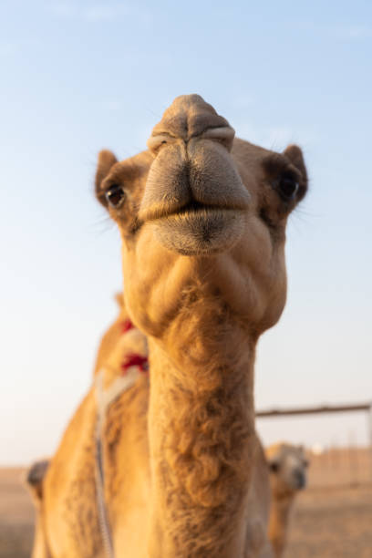istock Close-up of a camel 1151917104
