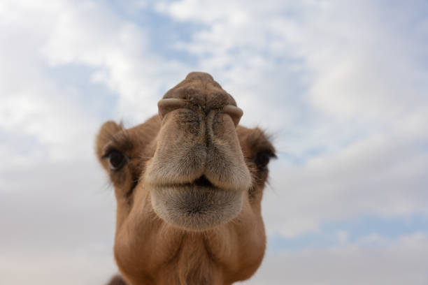 istock Close-up of a camel 1151917147