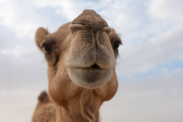 istock Close-up of a camel 1151917180