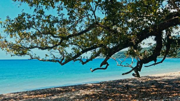 istock pristine sea ocean shore beach with tropical trees and deep blue azure water with a branch hanging above 1151917763