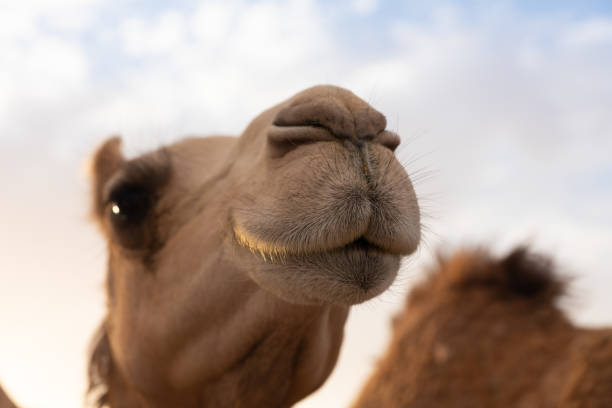 istock Close-up of a camel 1151917847