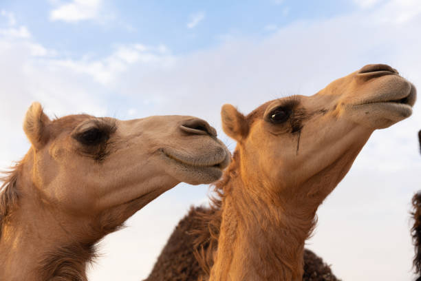 istock Close-up of two camels 1151917923