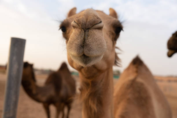 istock Close-up of a camel 1151917924