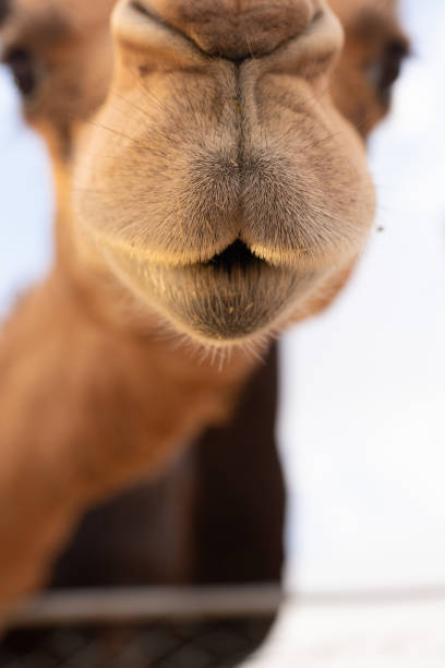istock Close-up of a camel 1151917927