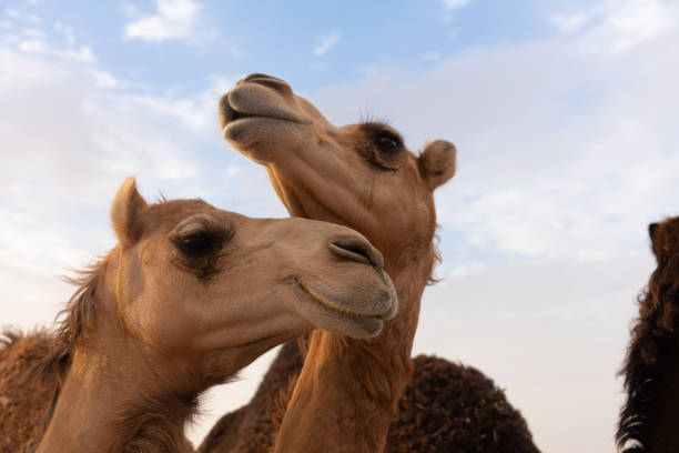 istock Close-up of two camels 1151917934