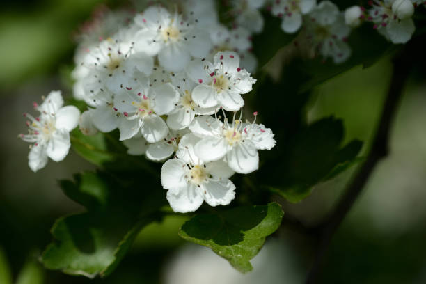istock White hawthorn flowers illuminated by the sun close up 1151917981
