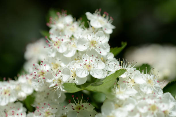 istock White hawthorn flowers illuminated by the sun close up 1151917989