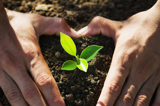 istock hand holding young tree for planting. concept eco earth day 1151920396