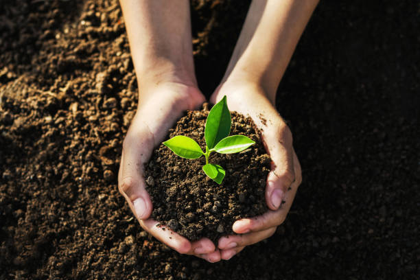 istock hand holding young tree for planting. concept eco earth day 1151920401