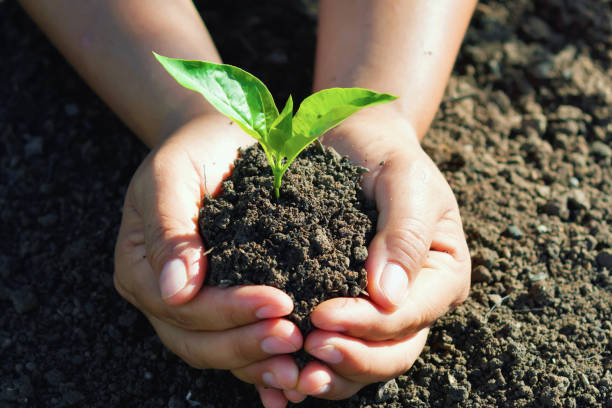 istock hand holding young tree for planting. concept eco earth day 1151920403