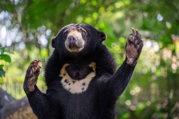istock Sun bear relaxing in nature. 1151921870