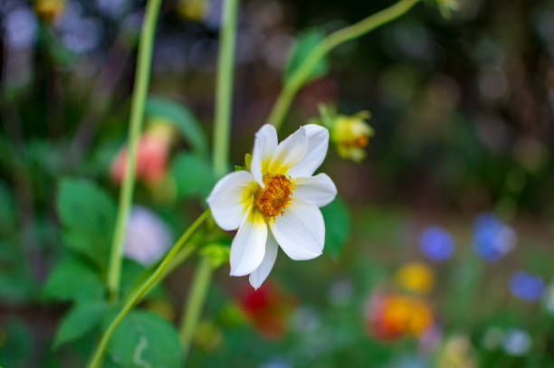 White yellow flowers with green stem and leaves in the backyard garden at home