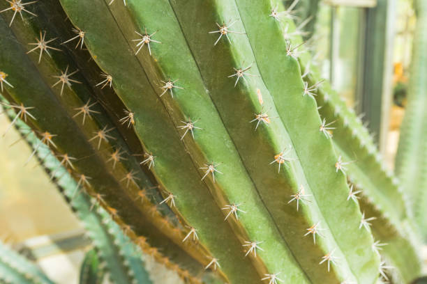 cactus de cereus validus haworth dans un jardin - haworth photos et images de collection