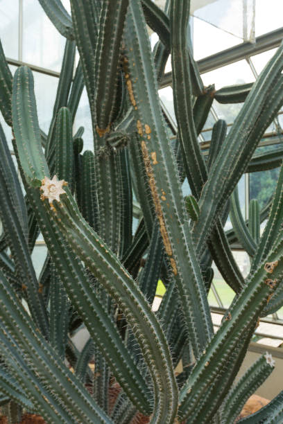 cactus de cereus validus haworth dans un jardin - haworth photos et images de collection