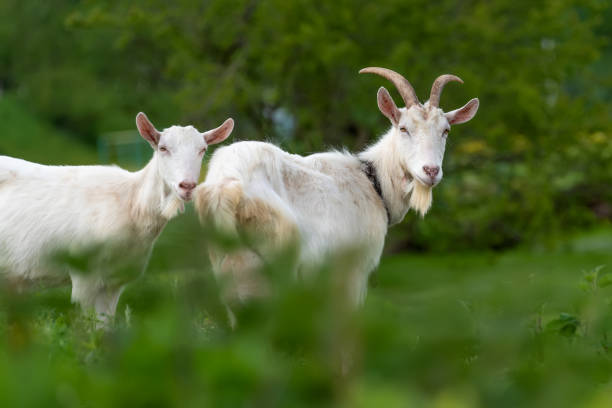 istock Two white goat standing on green grass 1151922866