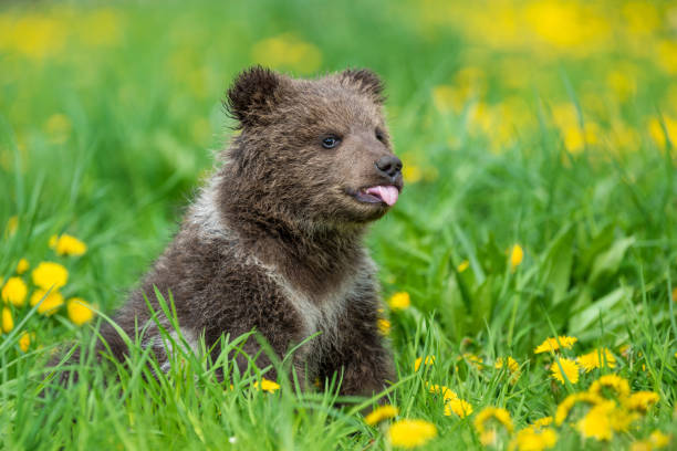istock Brown bear cub playing on the summer field 1151922891